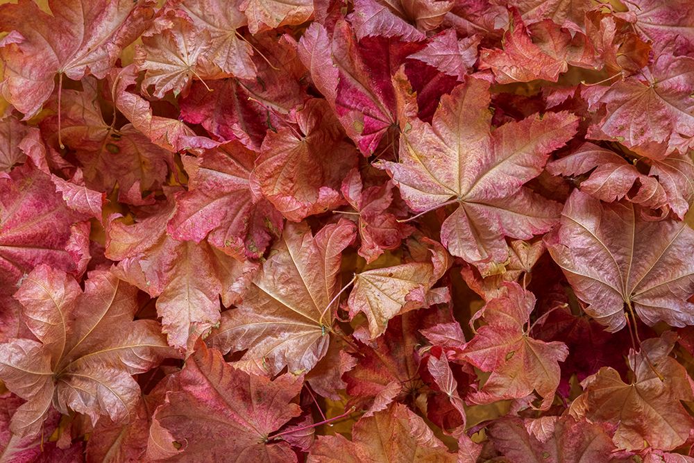 USA-Washington State-Seabeck Vine maple leaves in autumn